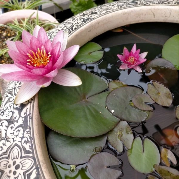 Зображення Німфея (Латаття) опушена рожева - Nymphaea pubescens 'Pink' 