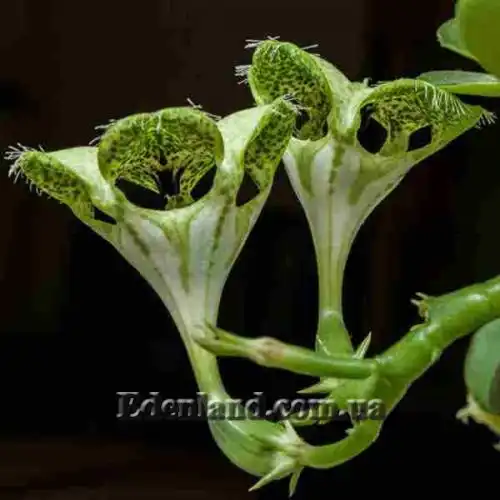 Зображення Церопегія Сандерсона - Ceropegia sandersonii