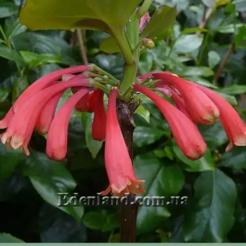 Изображение Дерматоботрис Сандерса  - Dermatobotrys saundersii