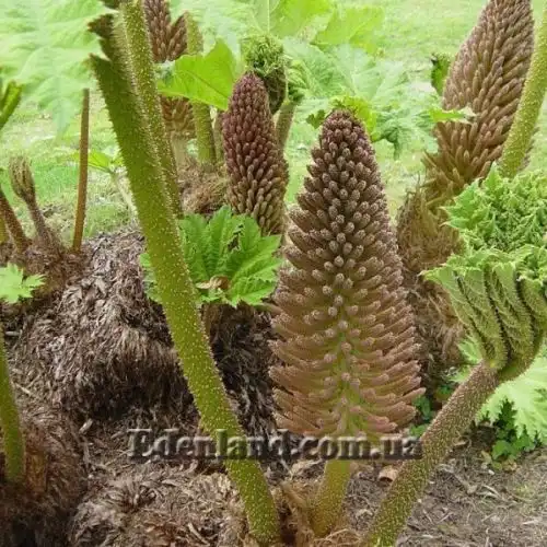 Изображение начало цветения