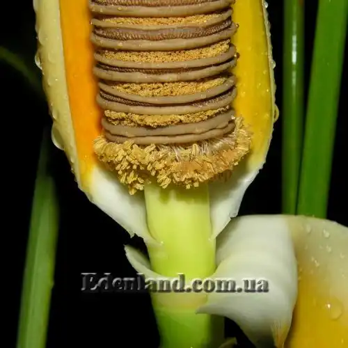 Изображение цветок