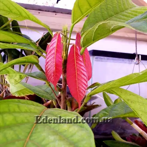 Зображення молодые листья