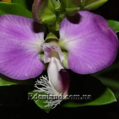 Зображення Істод миртолистий - Polygala myrtifolia