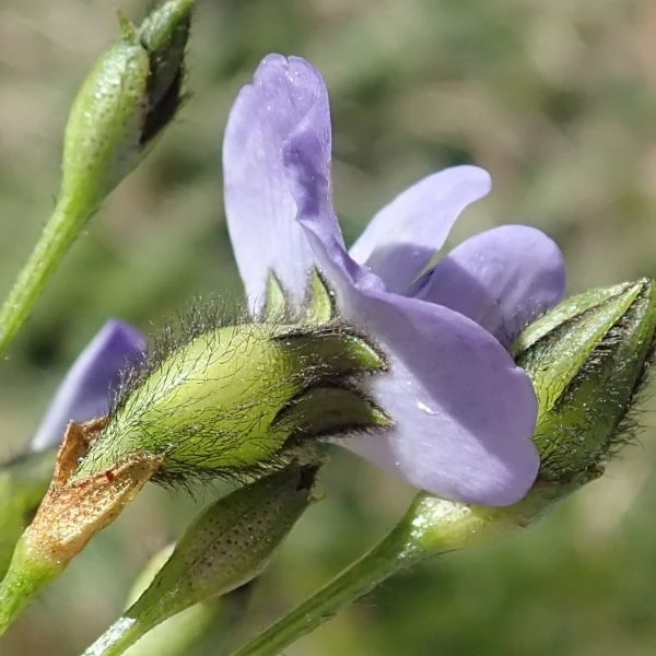 Зображення Псоралея деревовидна - Psoralea arborea