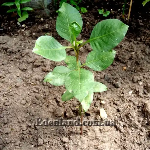 Изображение молодой сажененц