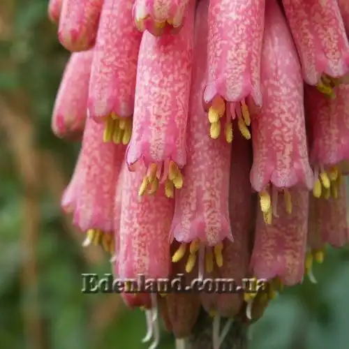 Изображение Вельтгеймия прицветниковая - Veltheimia bracteata 