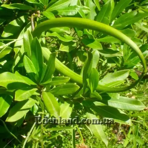 Изображение стручки с семенами