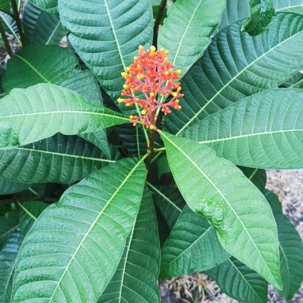 Зображення Ісертія Хенке - Isertia haenkeana 