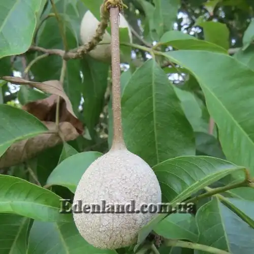 Изображение Кратева священная - Crateva religiosa