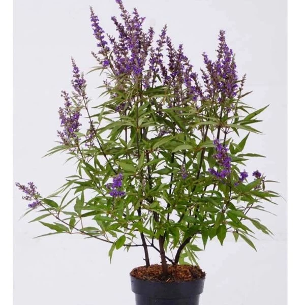 Изображение Витекс священный  - Vitex agnus - castus