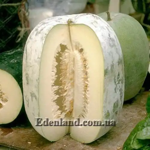 Изображение Бенинказа щетинистая  - Benincasa hispida