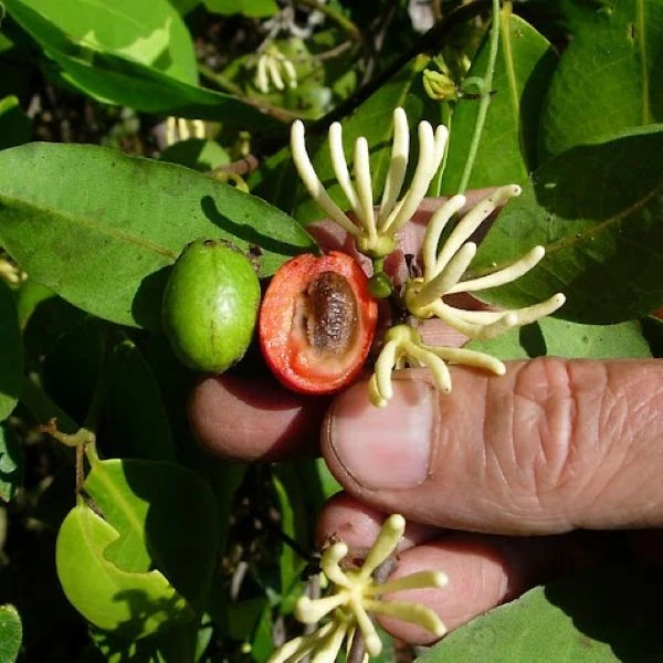 Изображение цветы, зеленые и спелые плоды