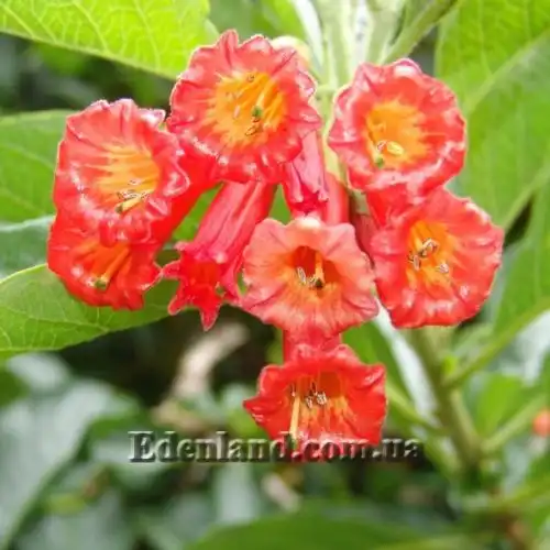 Изображение Иохрома фуксиевидная - Iochroma fuchsioides 