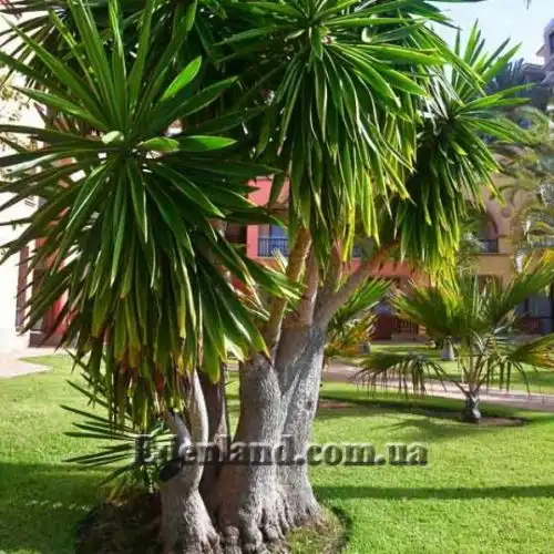 Изображение Юкка гигантская - Yucca gigantea