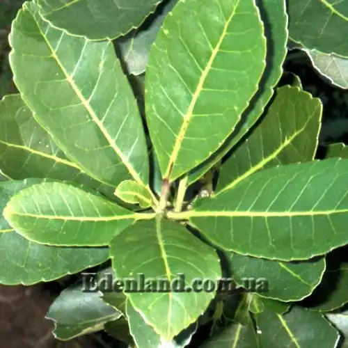 Изображение Падуб парагвайский - Ilex paraguariensis