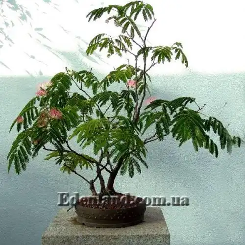 Зображення бонсай