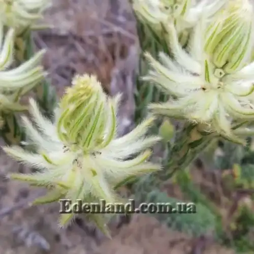 Изображение Филика пернатая - Phylica plumose 