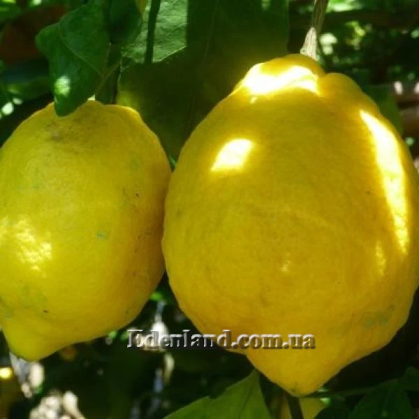 Зображення Лимон Сфузато - Citrus limon Sfusato