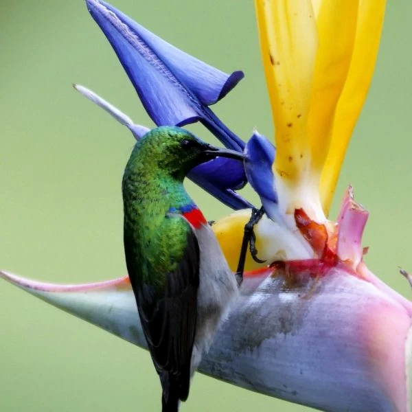 Зображення нектарниця біля квітки