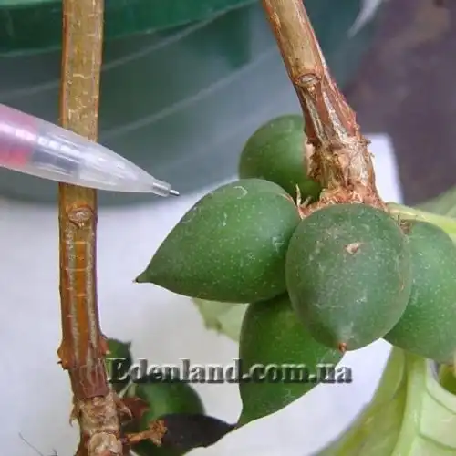 Изображение Дерматоботрис Сандерса  - Dermatobotrys saundersii