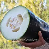 Изображение Бенинказа щетинистая Кантский гигант - Benincasa hispida Canton Giant