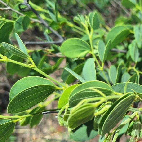 Зображення Баухінія Петерсона - Bauhinia petersiana
