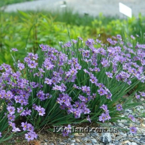 Зображення Сизірінхіум вузьколистий - Sisyrinchium angustifolium