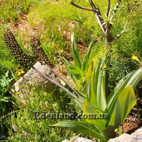 Изображение Сцилла широколистная - Scilla latifolia