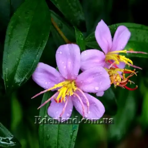 Изображение Меластома малабарская - Melastoma malabathricum