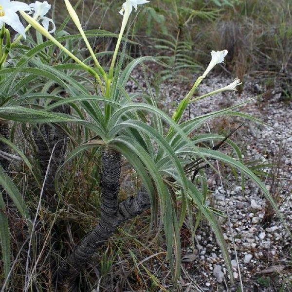 Зображення Велозія трубчаста - Vellozia tubiflora