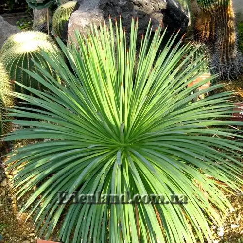 Зображення взрослое растение