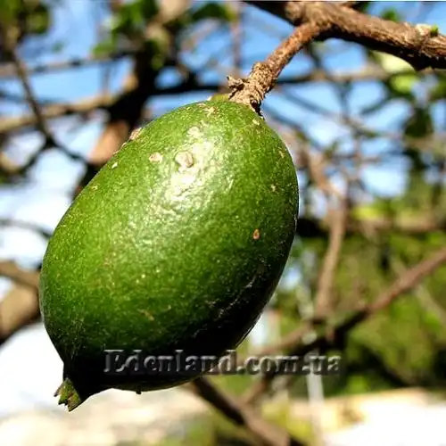 Изображение Ротмания шаровидная - Rothmannia globosa