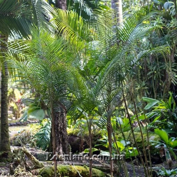 Зображення Геонома Муреана  - Geonoma mooreana