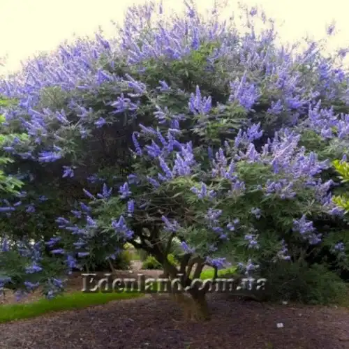 Изображение Витекс священный  - Vitex agnus - castus