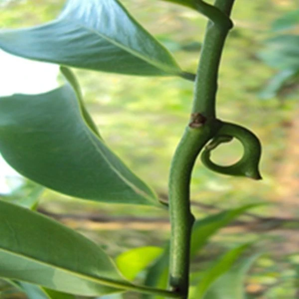 Изображение соцветие-крюк