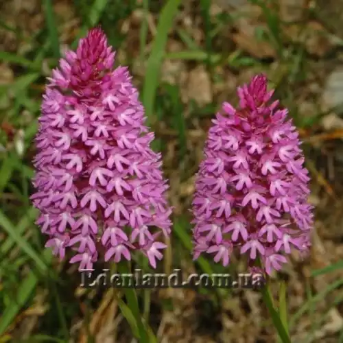 Изображение Анакамптис пирамидальный - Anacamptis pyramidalis