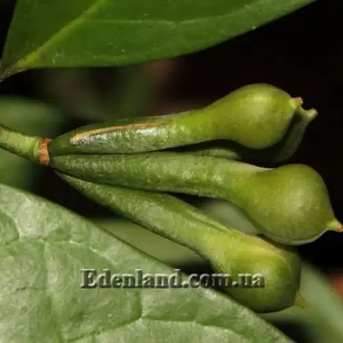 Изображение Анаксогорея лусонская - Anaxagorea luzonensis