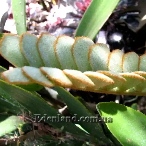 Изображение Замия шершавая - Zamia furfuracea 