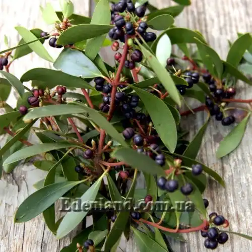 Изображение Дримис ланцетный  - Drimys lanceolata