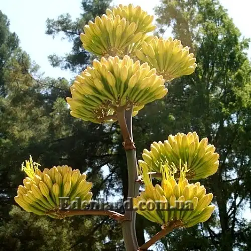 Изображение цветочная стрелка