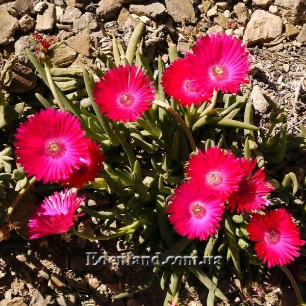 Холодный ноябрь 2024 года с семенами из жаркой Африки.