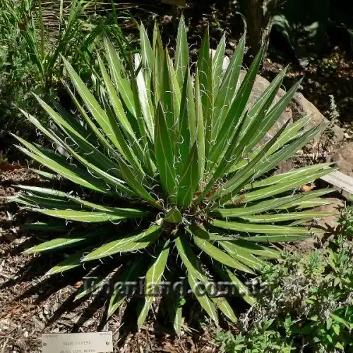 Изображение Агава нитеносная - Agave filifera