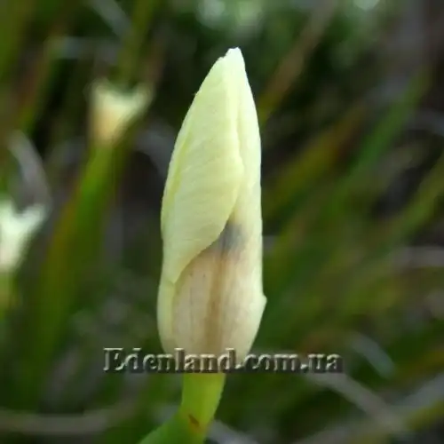 Зображення бутон