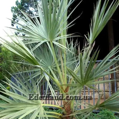 Изображение Наноропс Ритчи - Nannorrhops ritchiana