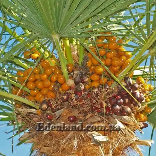 Изображение Хамеропс приземистый - Chamaerops humilis