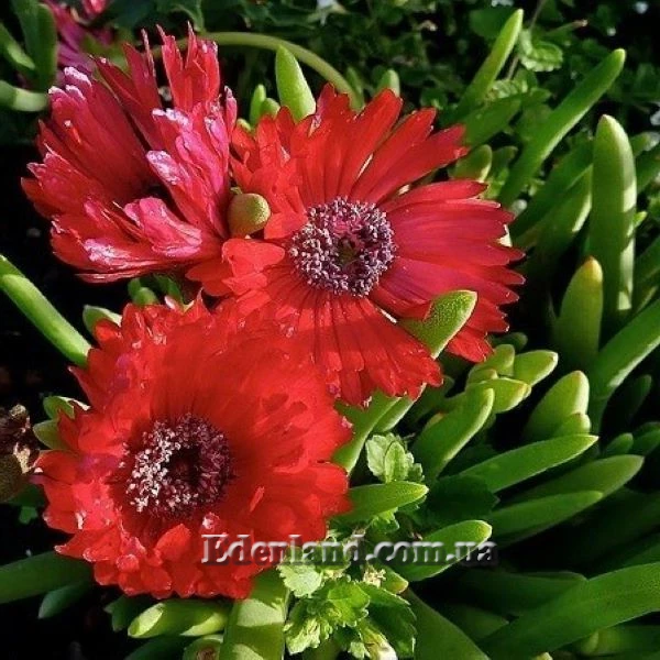 Изображение Цефалофиллум Альстона  - Cephalophyllum alstonii