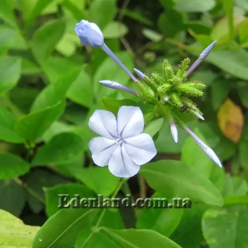 Изображение начало цветения