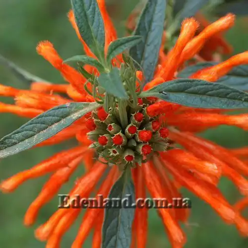 Зображення квіти та бутони