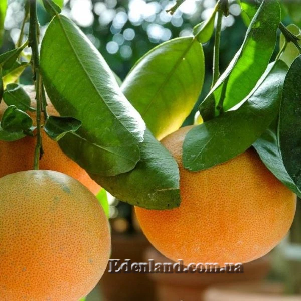 Изображение Грейпфрут Звездный рубин - Grapefruit Star Ruby