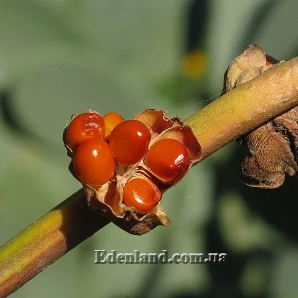 Изображение семена